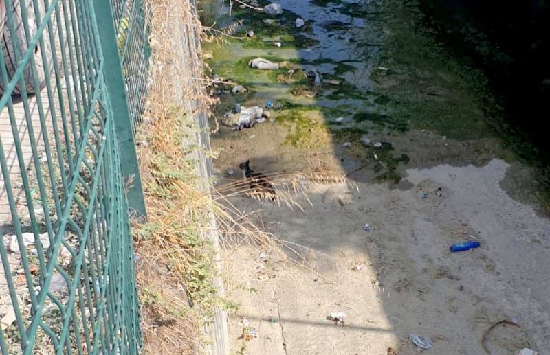 Derede mahsur kalan yavru kediyi itfaiye kurtardı

