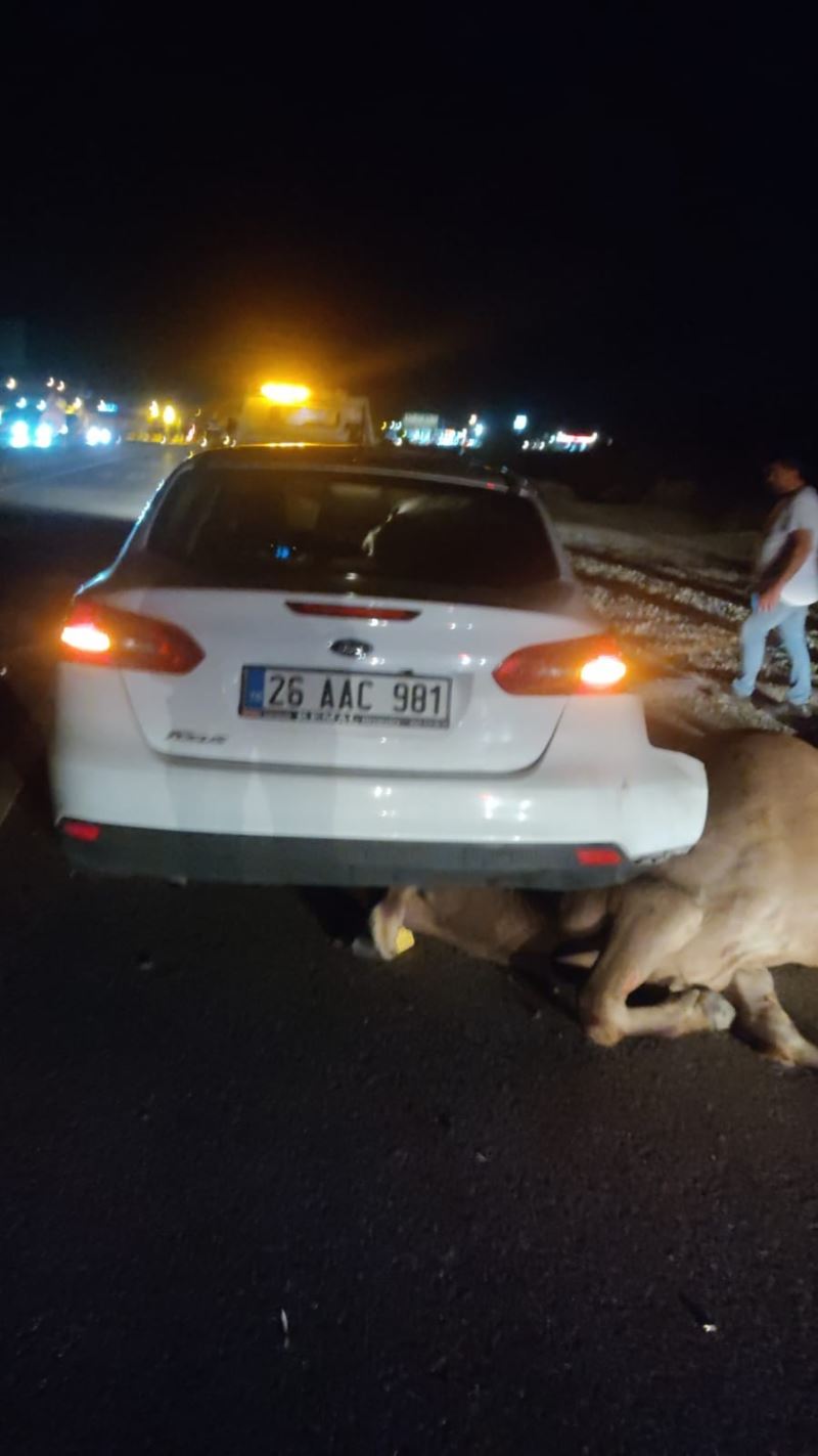 Büyükbaş hayvana çarpan otomobilin sürücüsü yaralandı
