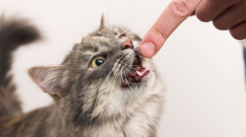 40 kişiyi kedi ve köpek ısırdı
