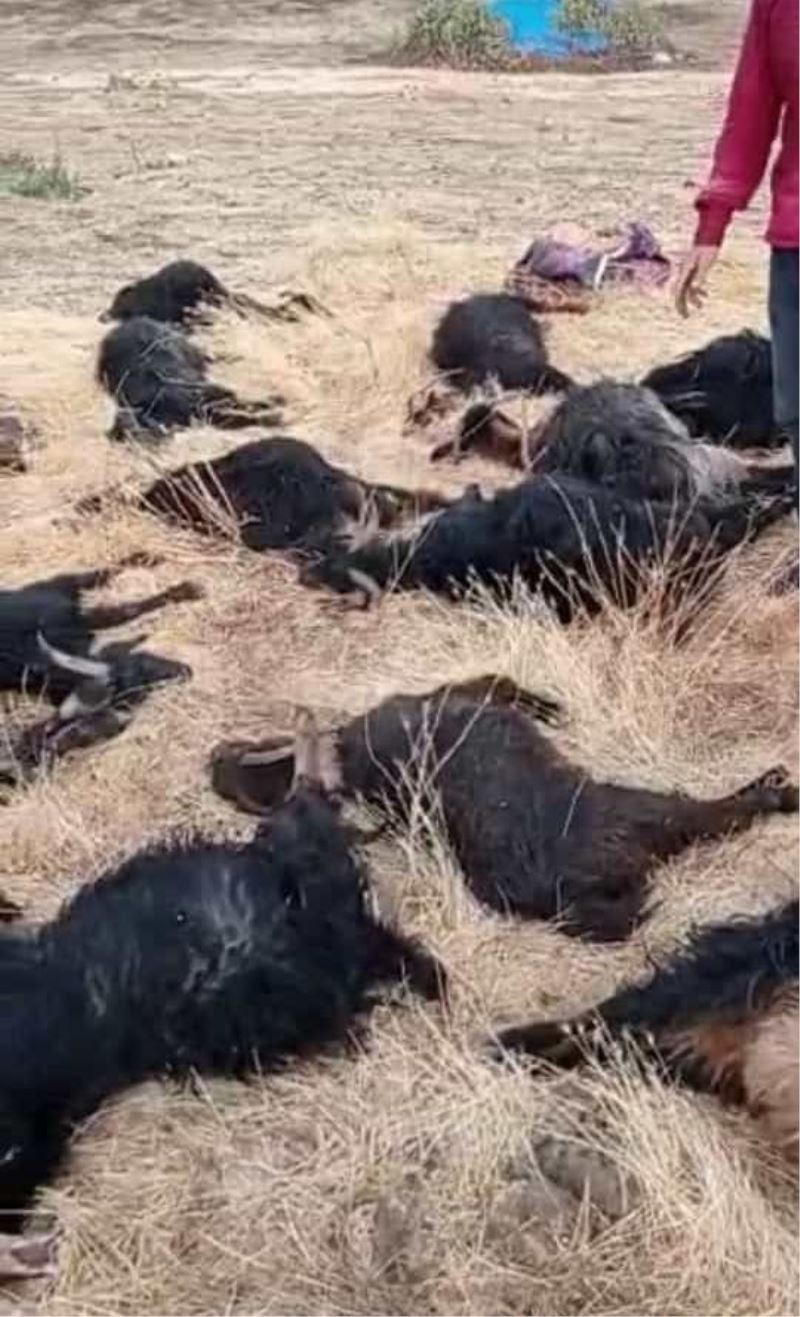 Siirt’te mağara çöktü, 17 hayvan telef oldu
