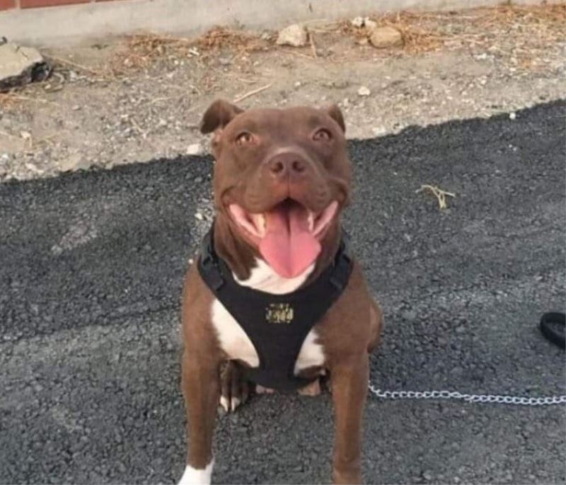 İzmir’de kilitli kulübedeki köpeğin yakılarak telef olmasına ilişkin 1 tutuklama
