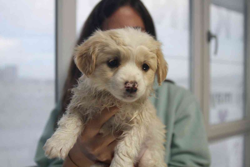 Evcil hayvanı olanlar dikkat, son tarih 31 Aralık
