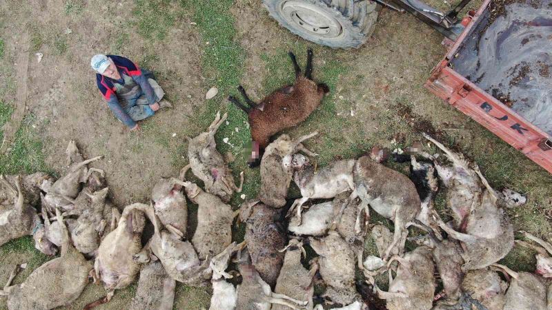 Başıboş köpekler birçoğu gebe 41 koyunu telef etti
