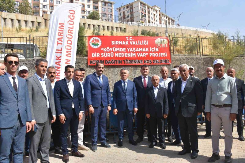 Şırnaklı besicilere koyun desteği
