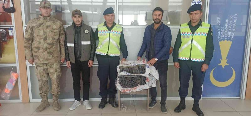 Erciş’te kafes avcılığı
