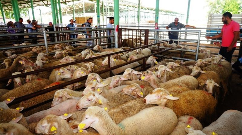 Sarıgöl Canlı Hayvan Pazarı tedbir amaçlı 45 gün kapatıldı
