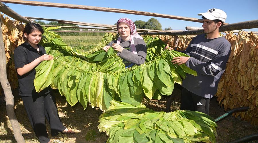 Fedakar çift tütünden kazandığı parayla çocuklarını okutuyor