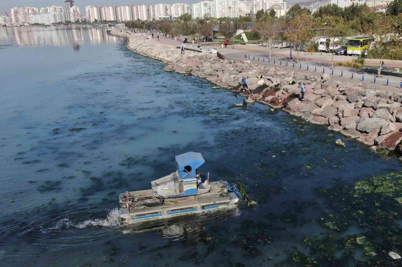 Deniz marulu yeniden İzmir Körfezi’nde
