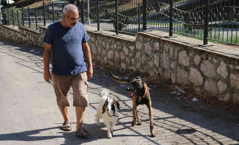 Köpek ile keçinin dostluğu görenleri şaşırtıyor
