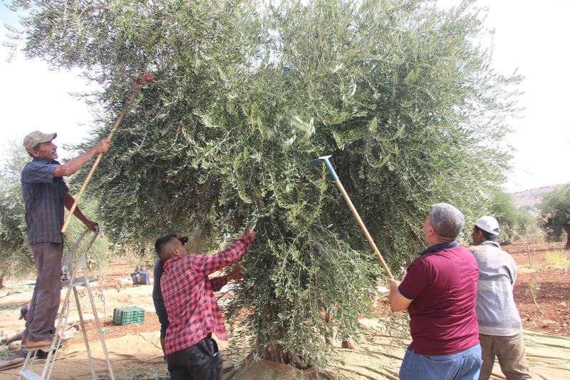 Kilis’te zeytin hasadının erken yapılmasıyla soğuk sıkım zeytinyağı üretimi de başladı
