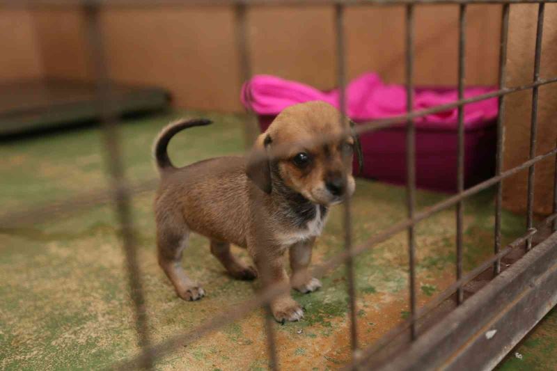 Sokak hayvanları bu merkezde şifa buluyor
