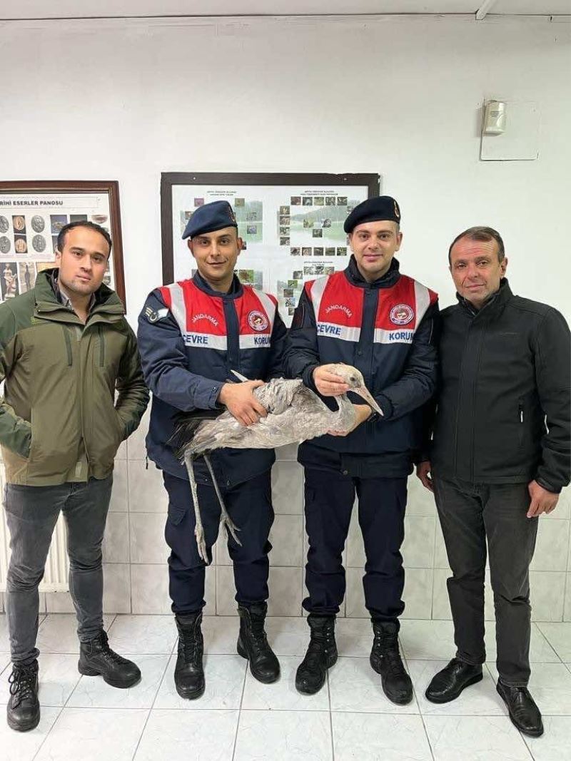 Artvin’de jandarmadan yaralı turna kuşuna şefkat eli
