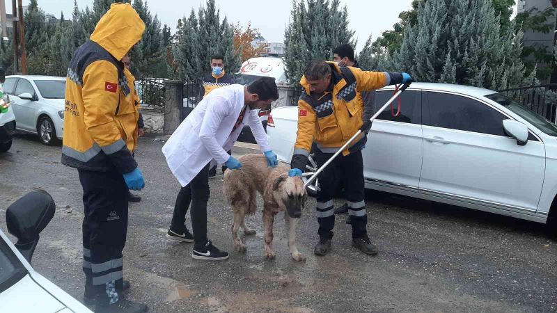 Kuduz aşılaması tamamlandı
