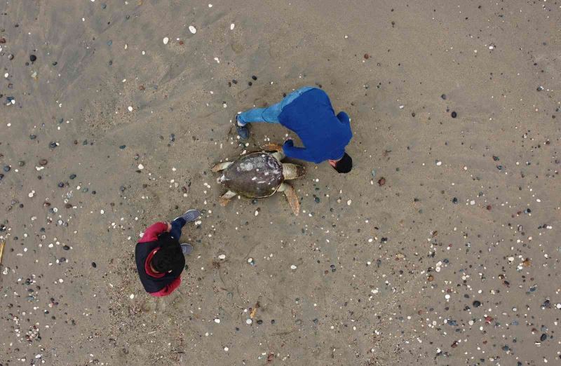 Mersin’de ölü Caretta caretta sahile vurdu
