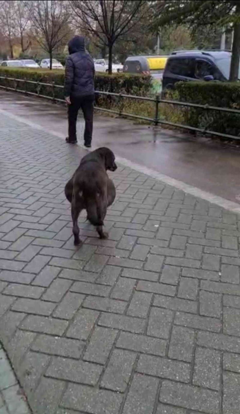Hamile sanılan köpeğin karnından ödem çıktı
