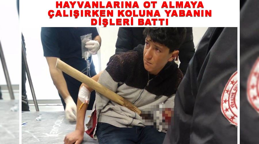 Hayvanlarına ot almaya çalışırken koluna yabanın dişleri battı