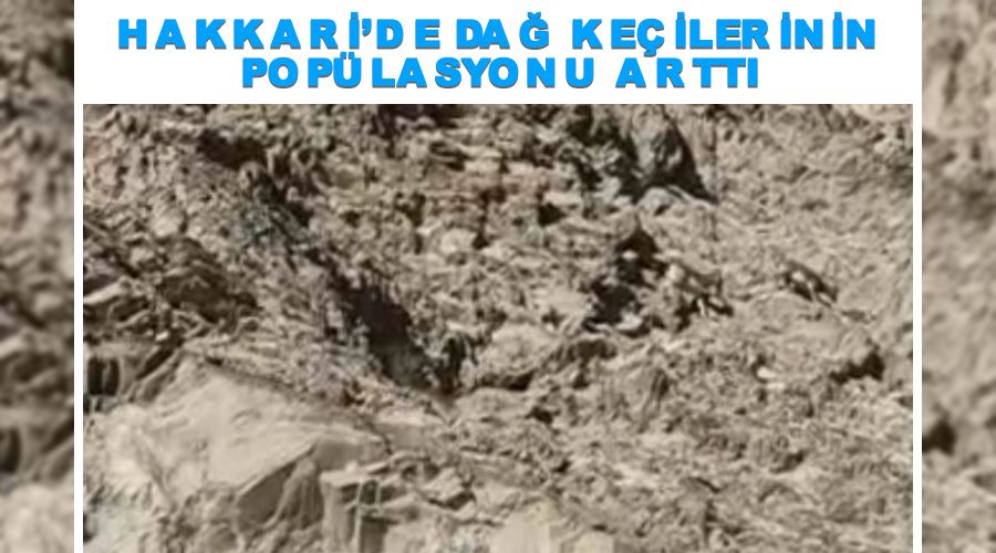 Hakkari’de dağ keçilerinin popülasyonu arttı