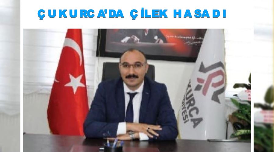 Çukurca’da çilek hasadı