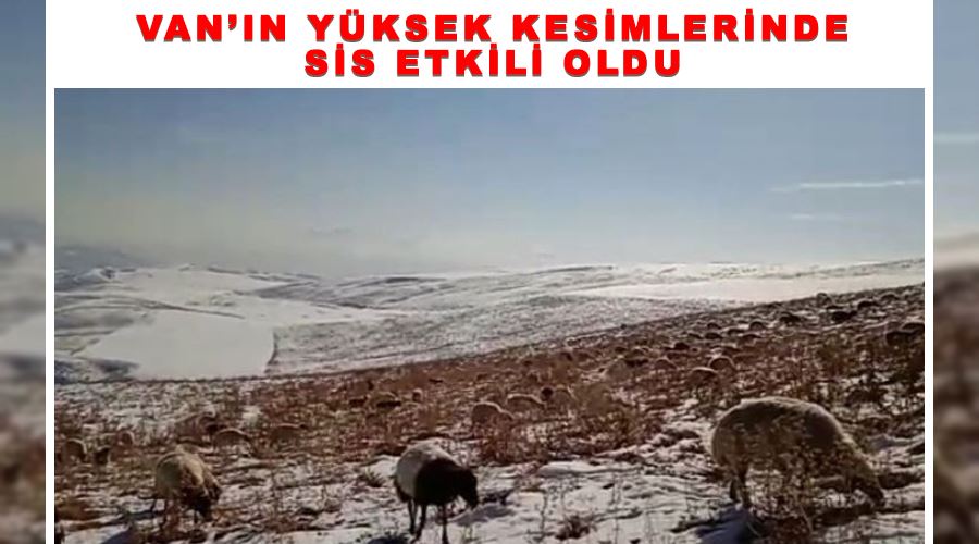 Karla kaplı merada sürülerin otlanması güzel görüntü oluşturdu