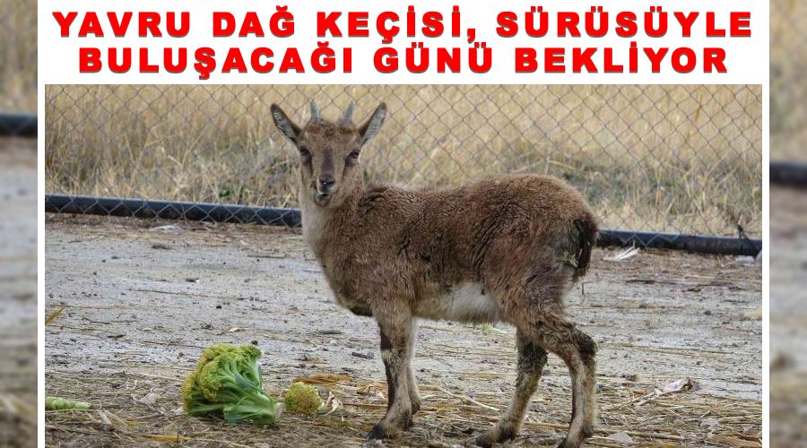 Yavru dağ keçisi, sürüsüyle buluşacağı günü bekliyor