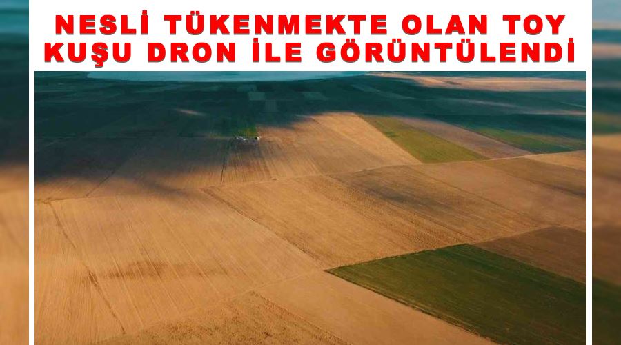 Nesli tükenmekte olan Toy kuşu dron ile görüntülendi