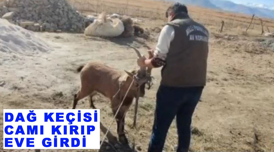 Dağ keçisi camı kırıp eve girdi