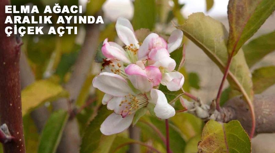 Elma ağacı aralık ayında çiçek açtı