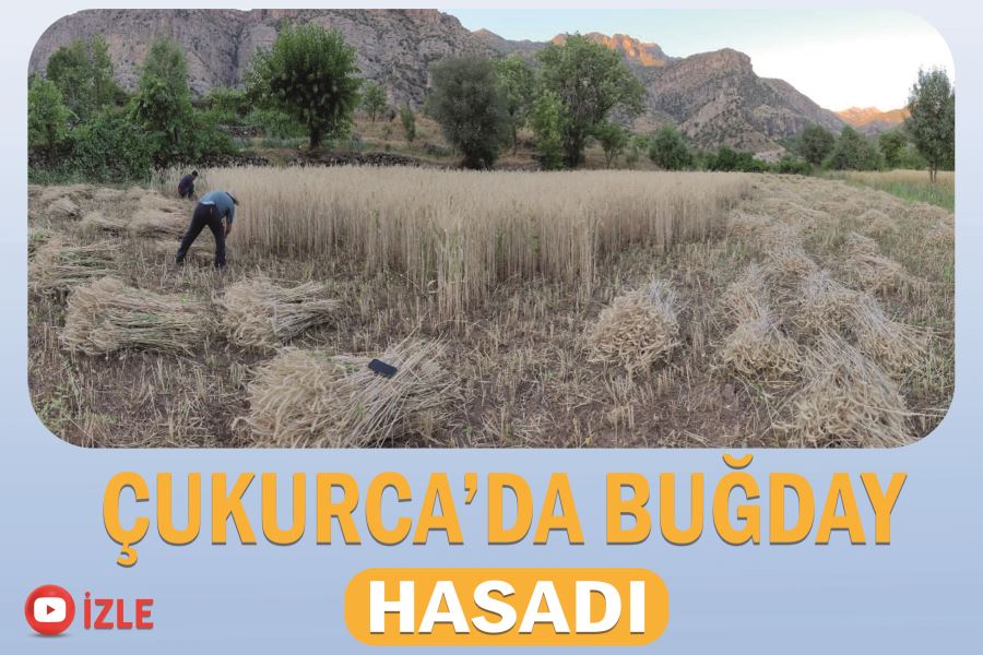 Çukurca’da buğday hasadı