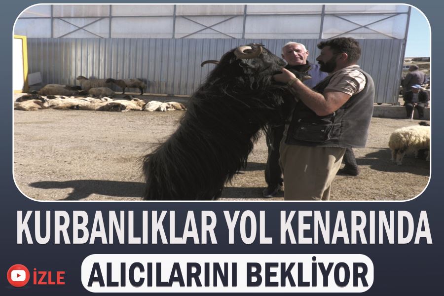 Kurbanlıklar yol kenarında alıcılarını bekliyor