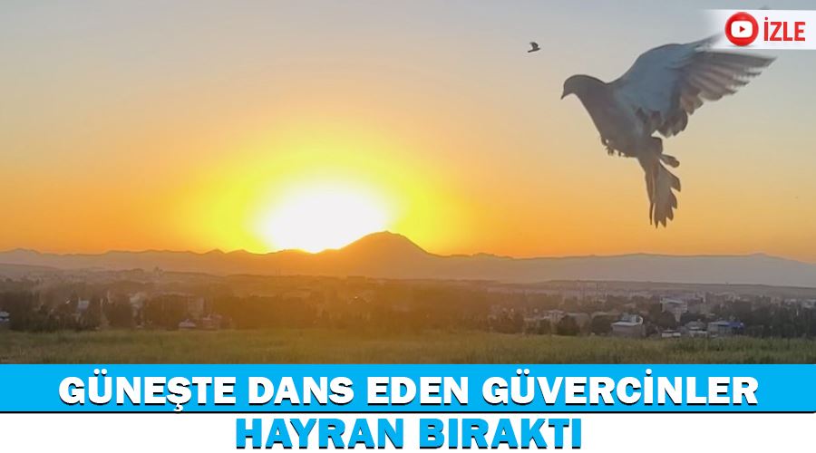 Güneşte dans eden güvercinler hayran bıraktı