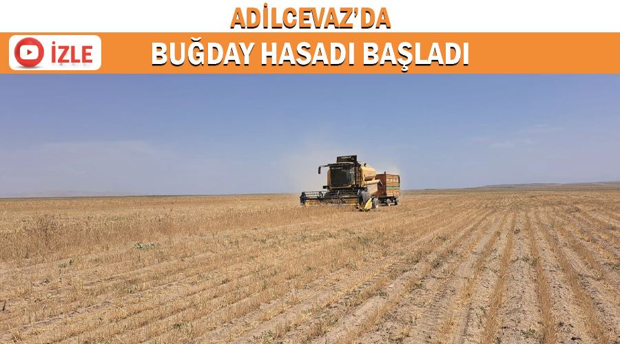 Adilcevaz’da buğday hasadı başladı