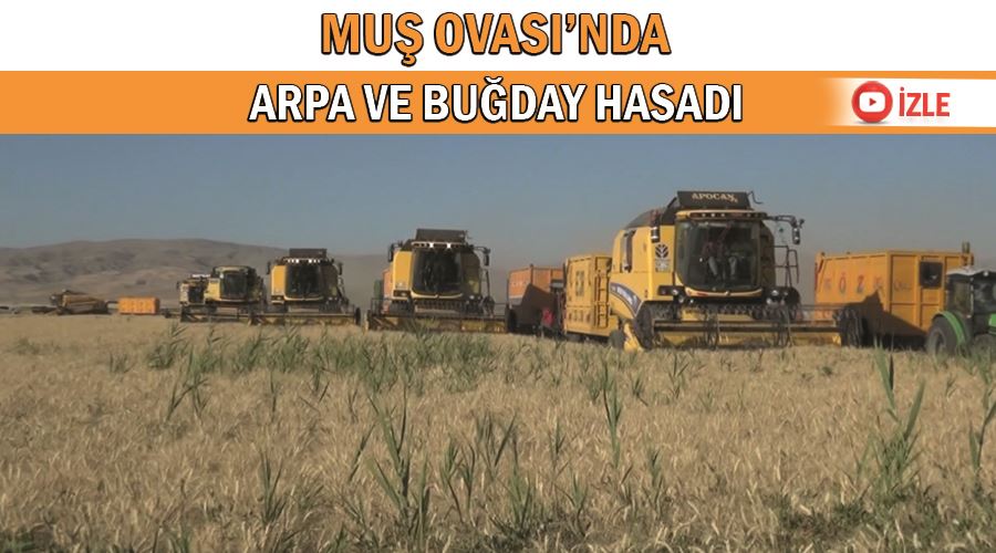 Muş Ovası’nda arpa ve buğday hasadı
