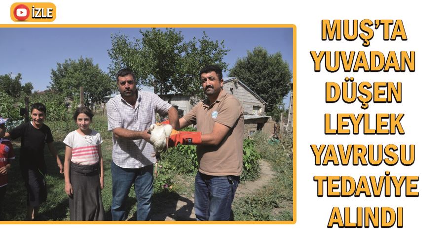 Muş’ta yuvadan düşen leylek yavrusu tedaviye alındı