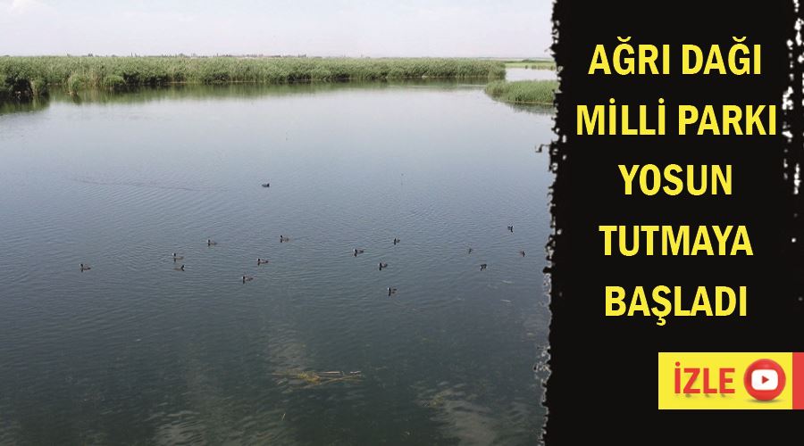 Ağrı Dağı Milli Parkı yosun tutmaya başladı