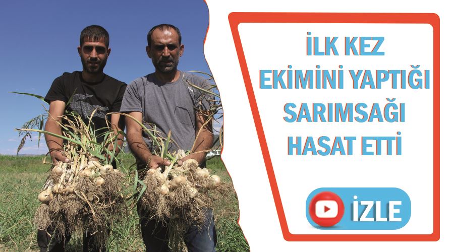 İlk kez ekimini yaptığı sarımsağı hasat etti