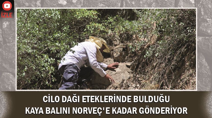 Cilo Dağı eteklerinde bulduğu kaya balını Norveç