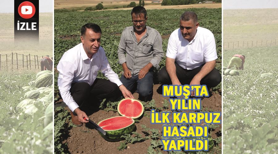 Muş’ta yılın ilk karpuz hasadı yapıldı