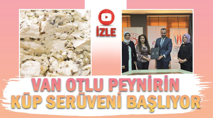 Van otlu peynirin küp serüveni başlıyor