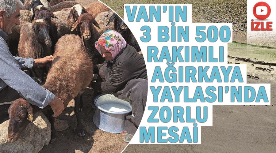 Van’ın 3 bin 500 rakımlı Ağırkaya Yaylası’nda zorlu mesai
