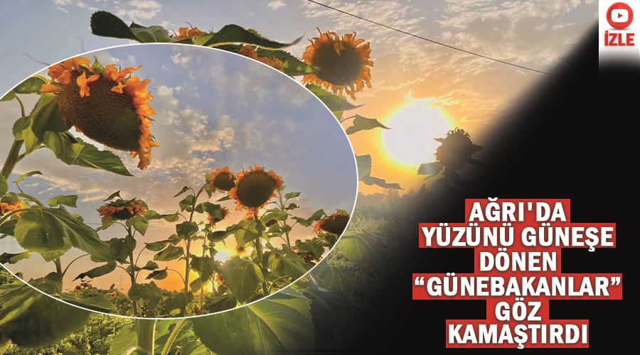 Ağrı