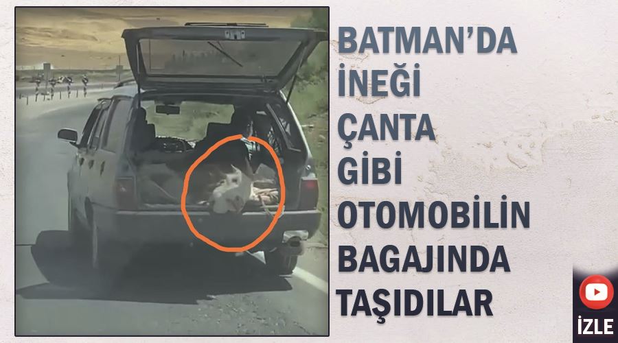 Batman’da ineği çanta gibi otomobilin bagajında taşıdılar