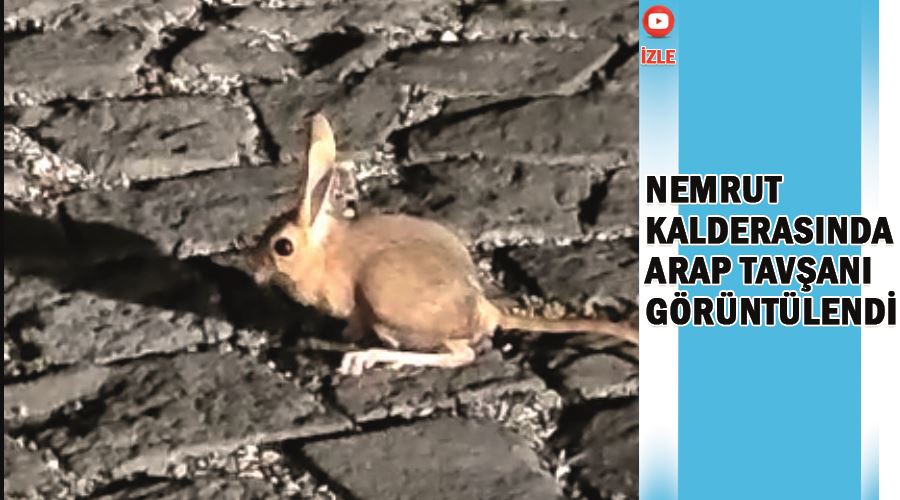 Nemrut kalderasında Arap tavşanı görüntülendi