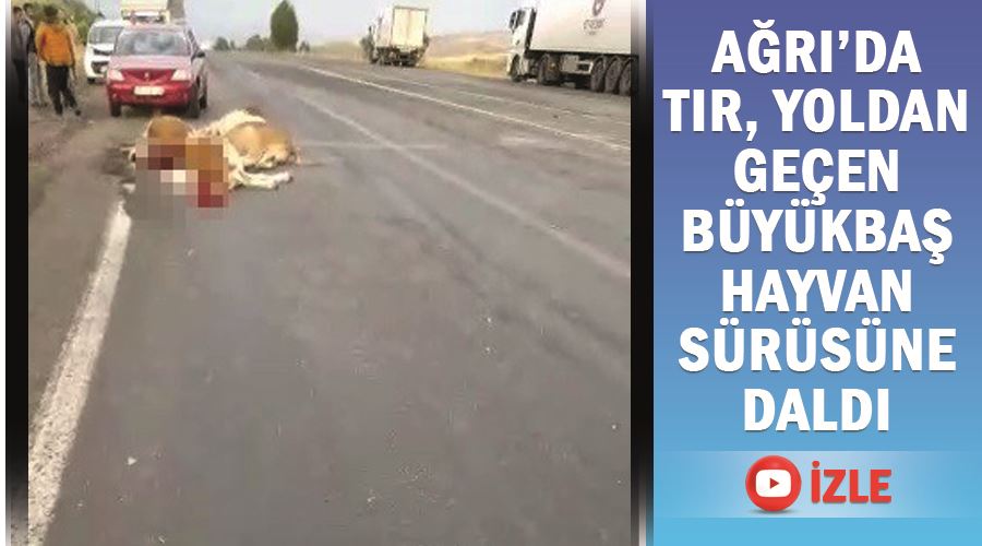 Ağrı’da tır, yoldan geçen büyükbaş hayvan sürüsüne daldı