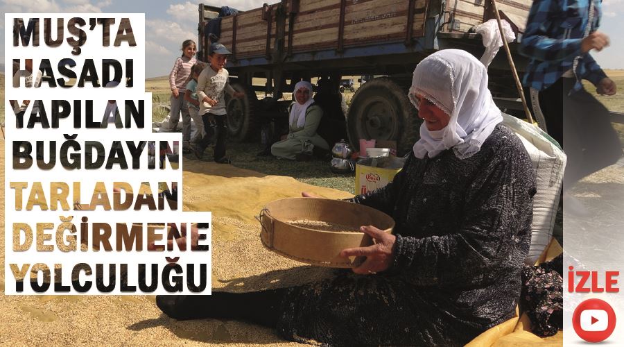 Muş’ta hasadı yapılan buğdayın tarladan değirmene yolculuğu