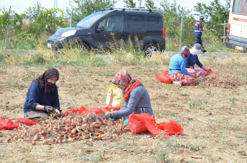 Tekirdağ soğanı coğrafi işaret aldı: 3 bin ton ürün bekleniyor
