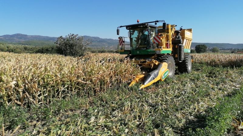 İlk kez ekildi, dekar başına 10 bin 500 TL gelir bekleniyor
