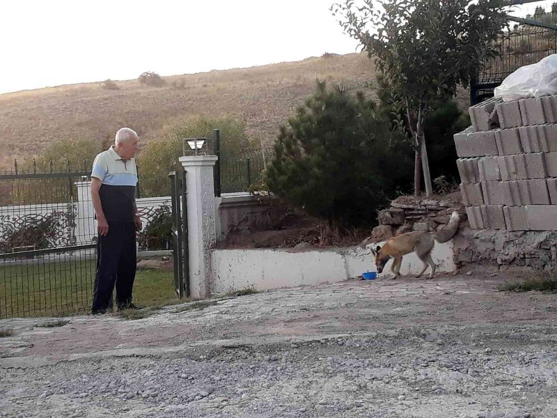 ‘Kuzum’ diyerek seslendiği tilkiler adeta onun yolunu gözlüyorlar

