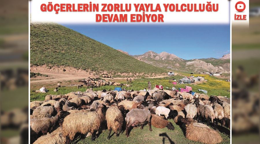 Göçerlerin zorlu yayla yolculuğu devam ediyor