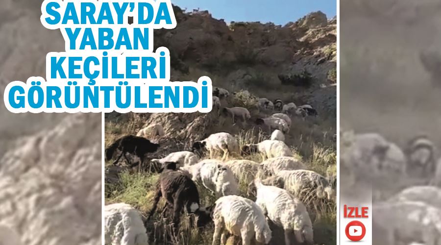 Saray’da yaban keçileri görüntülendi