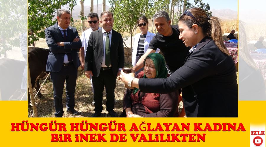 Hüngür hüngür ağlayan kadına bir inek de valilikten